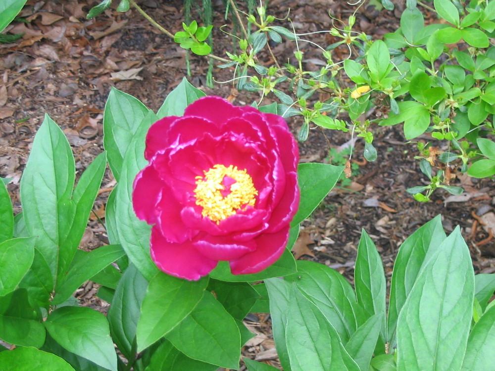 Photo of Peonies (Paeonia) uploaded by Archivesgirl