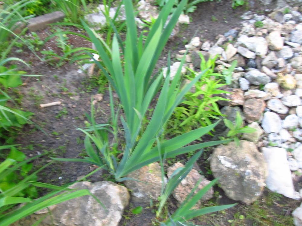 Photo of Species Iris (Iris domestica) uploaded by Deby