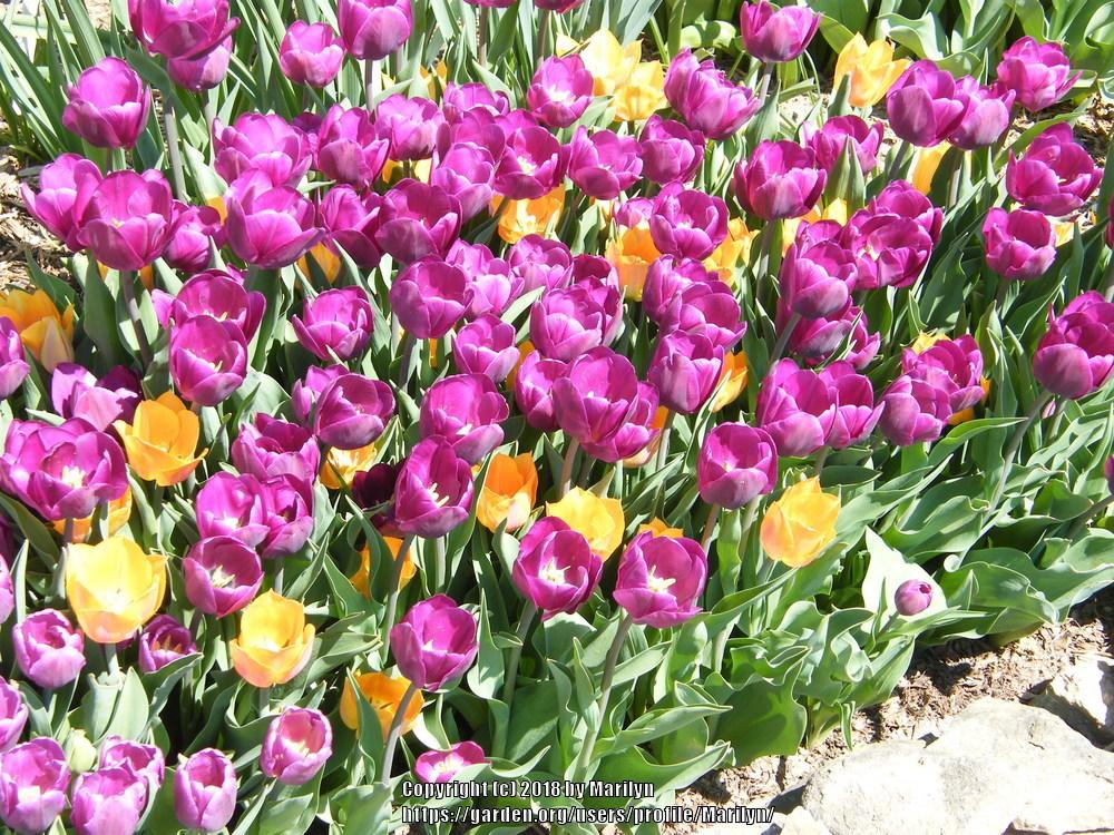 Photo of Tulips (Tulipa) uploaded by Marilyn