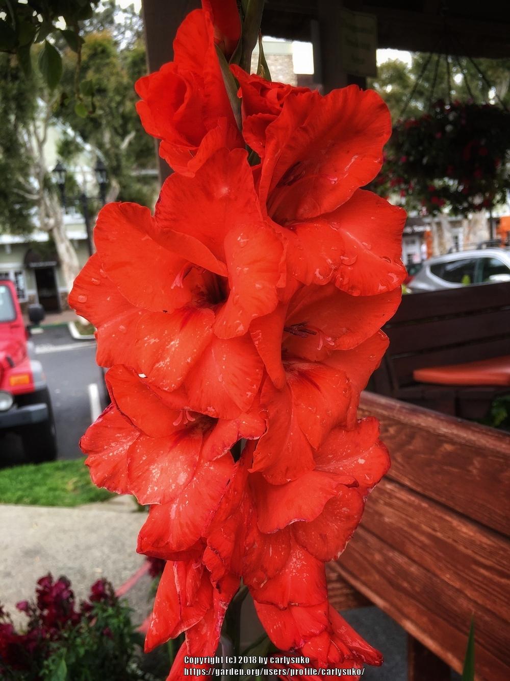 Photo of Gladiola (Gladiolus) uploaded by carlysuko