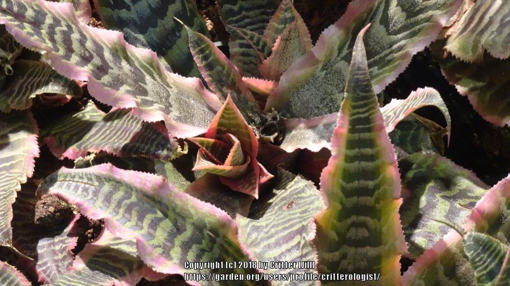 Photo of Earth Star (Cryptanthus bivittatus 'Pink Starlite') uploaded by critterologist
