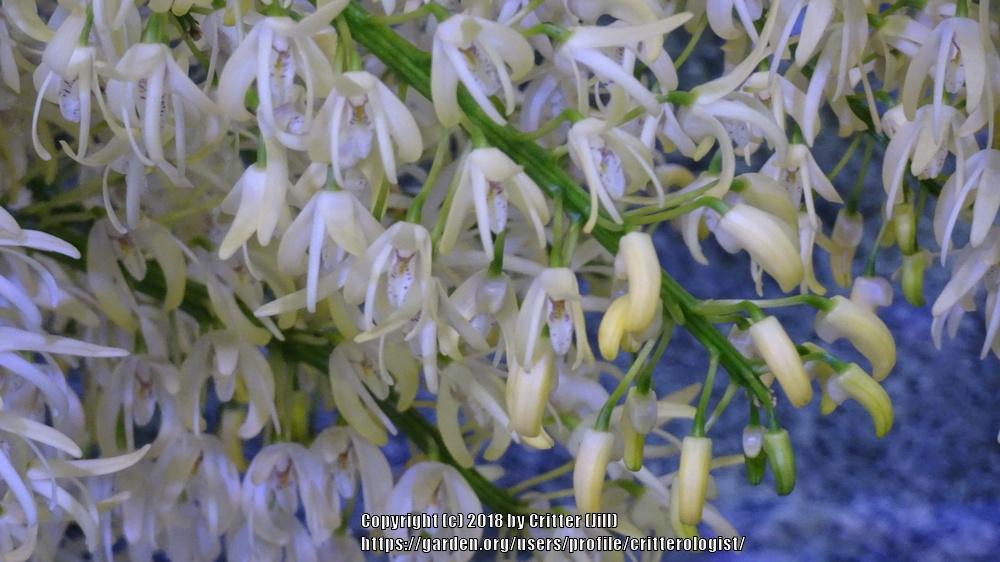 Photo of King Orchid (Dendrobium speciosum) uploaded by critterologist