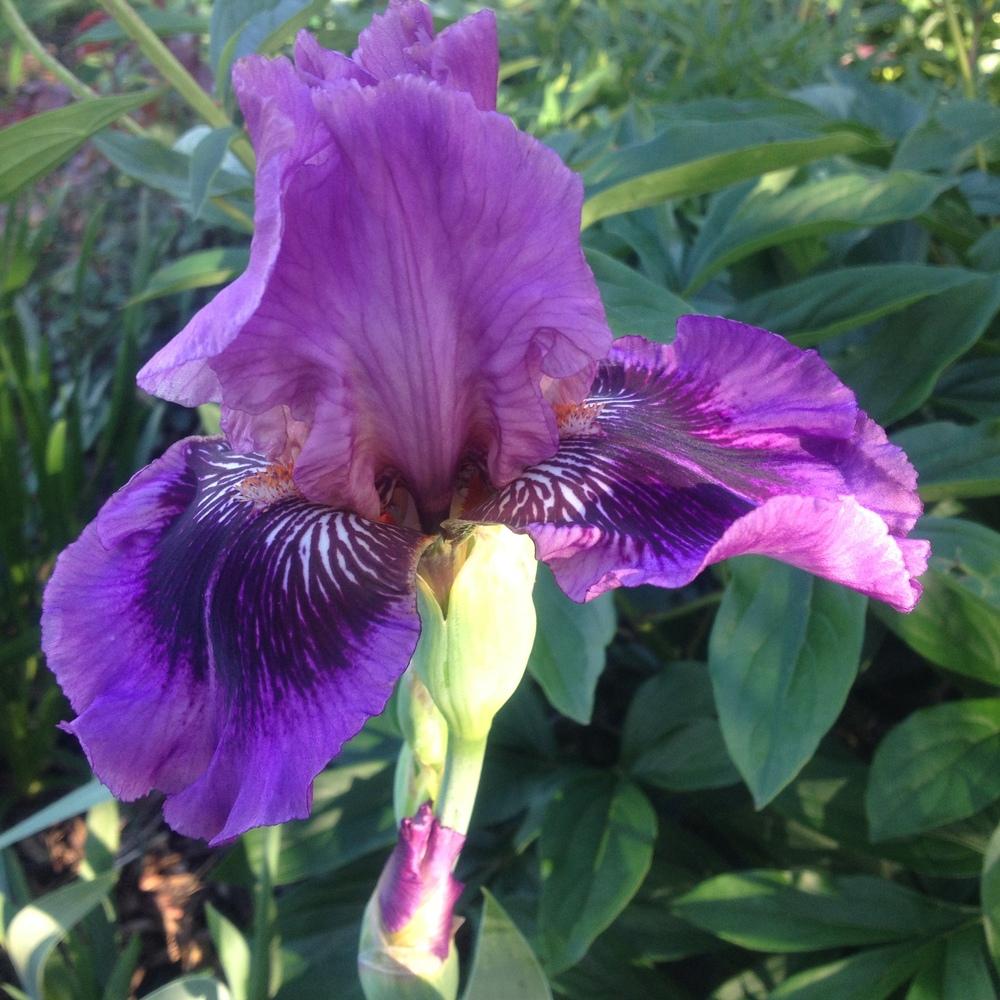 Photo of Tall Bearded Iris (Iris 'Plum Pretty Whiskers') uploaded by csandt