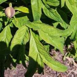 Location: Clinton, Michigan 49236
Date: 2018-05-24
"Paeonia suffruticosa 'Kinshi', 2018 photo, (3-DB-Y) Japanese Tre