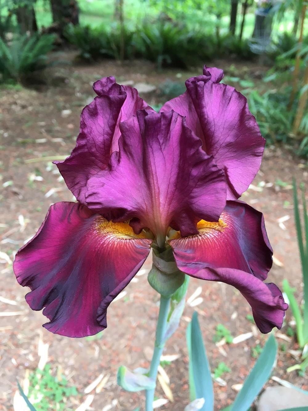 Photo of Tall Bearded Iris (Iris 'Rip City') uploaded by lharvey16