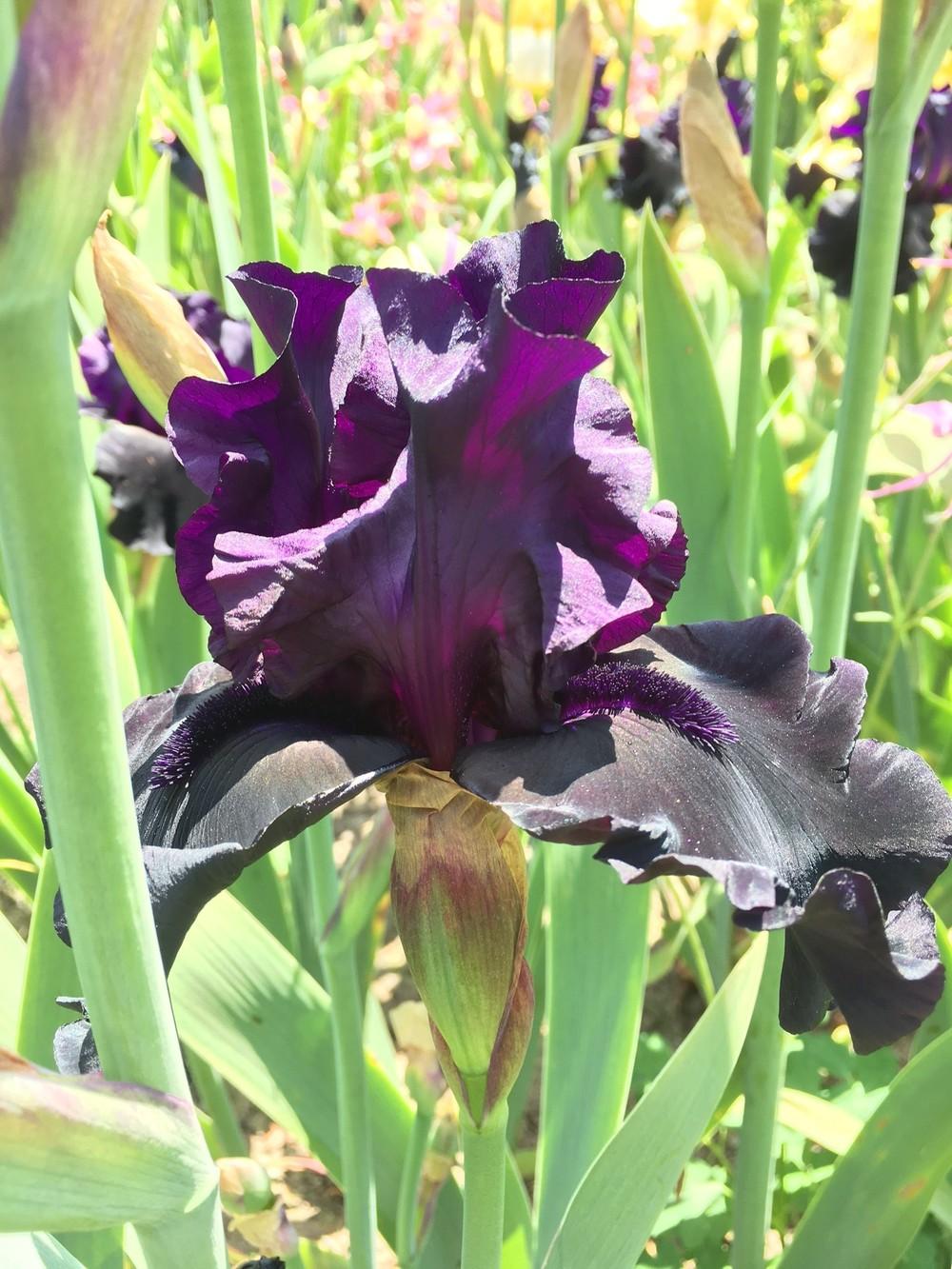 Photo of Tall Bearded Iris (Iris 'Black Suited') uploaded by lharvey16