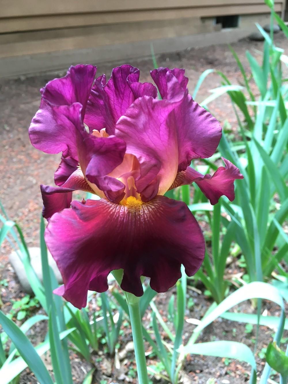 Photo of Tall Bearded Iris (Iris 'Rip City') uploaded by lharvey16