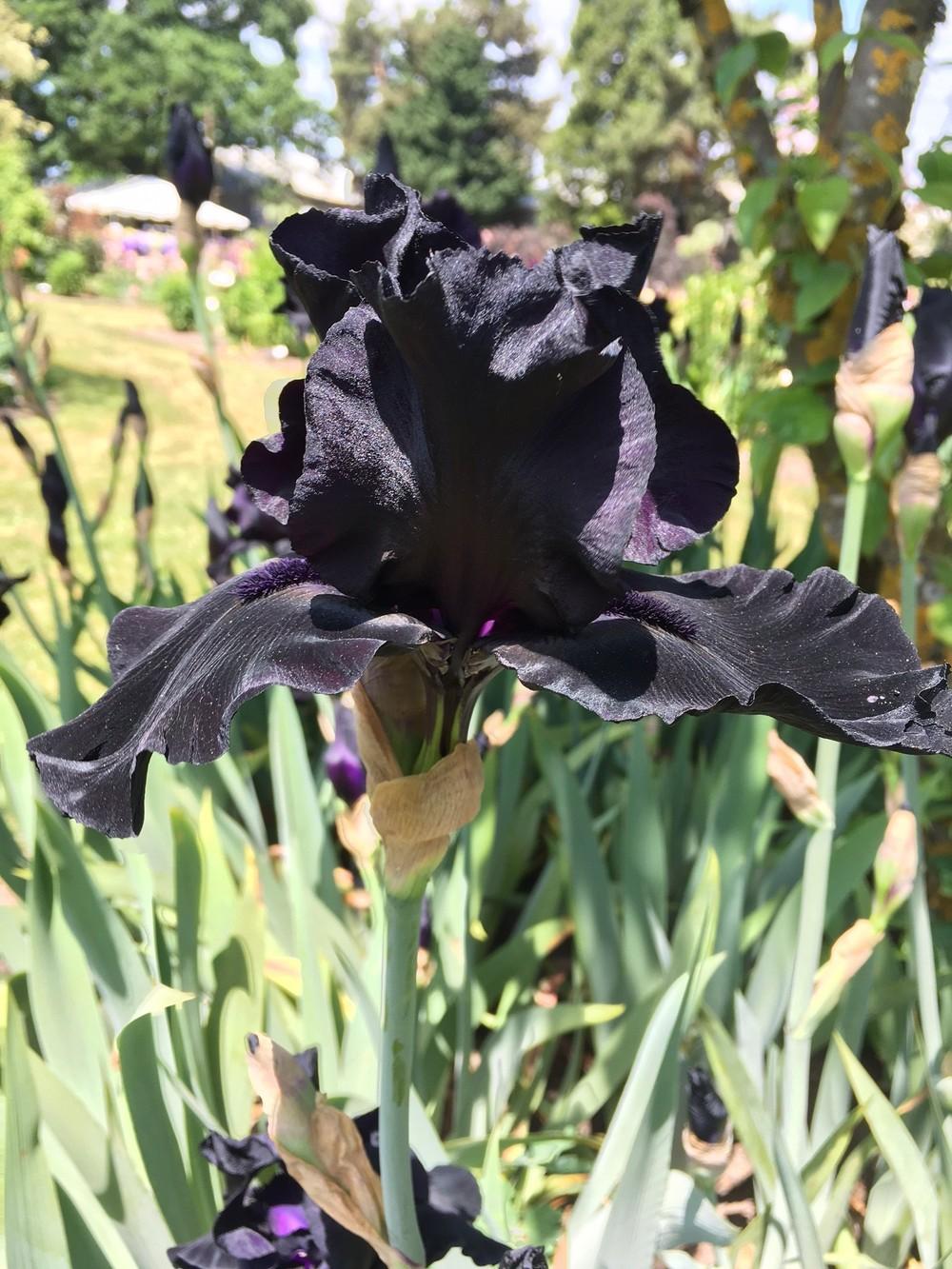 Photo of Tall Bearded Iris (Iris 'Blackwater') uploaded by lharvey16