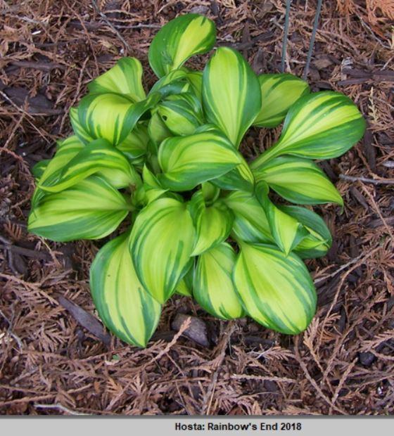Photo of Hosta 'Rainbow's End' uploaded by petruske
