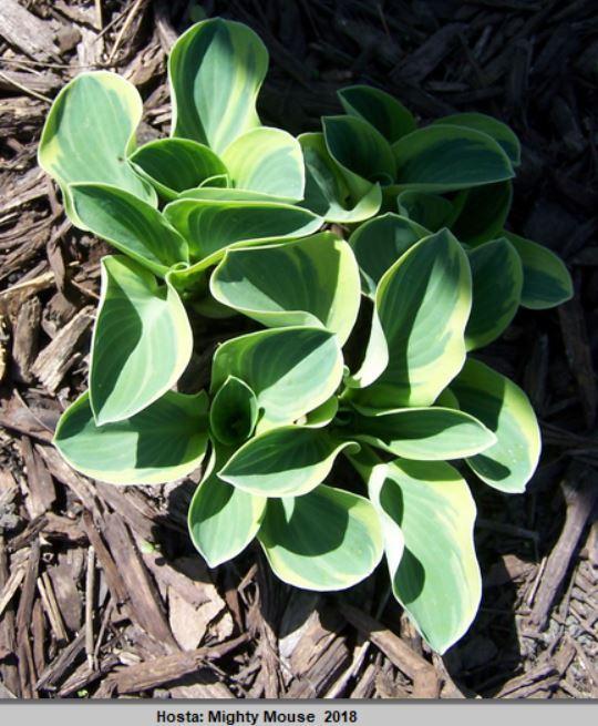 Photo of Hosta 'Mighty Mouse' uploaded by petruske