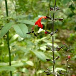 Location: Charleston, SC
Date: 2017-09-07
Scarlet Sage with hoverfly