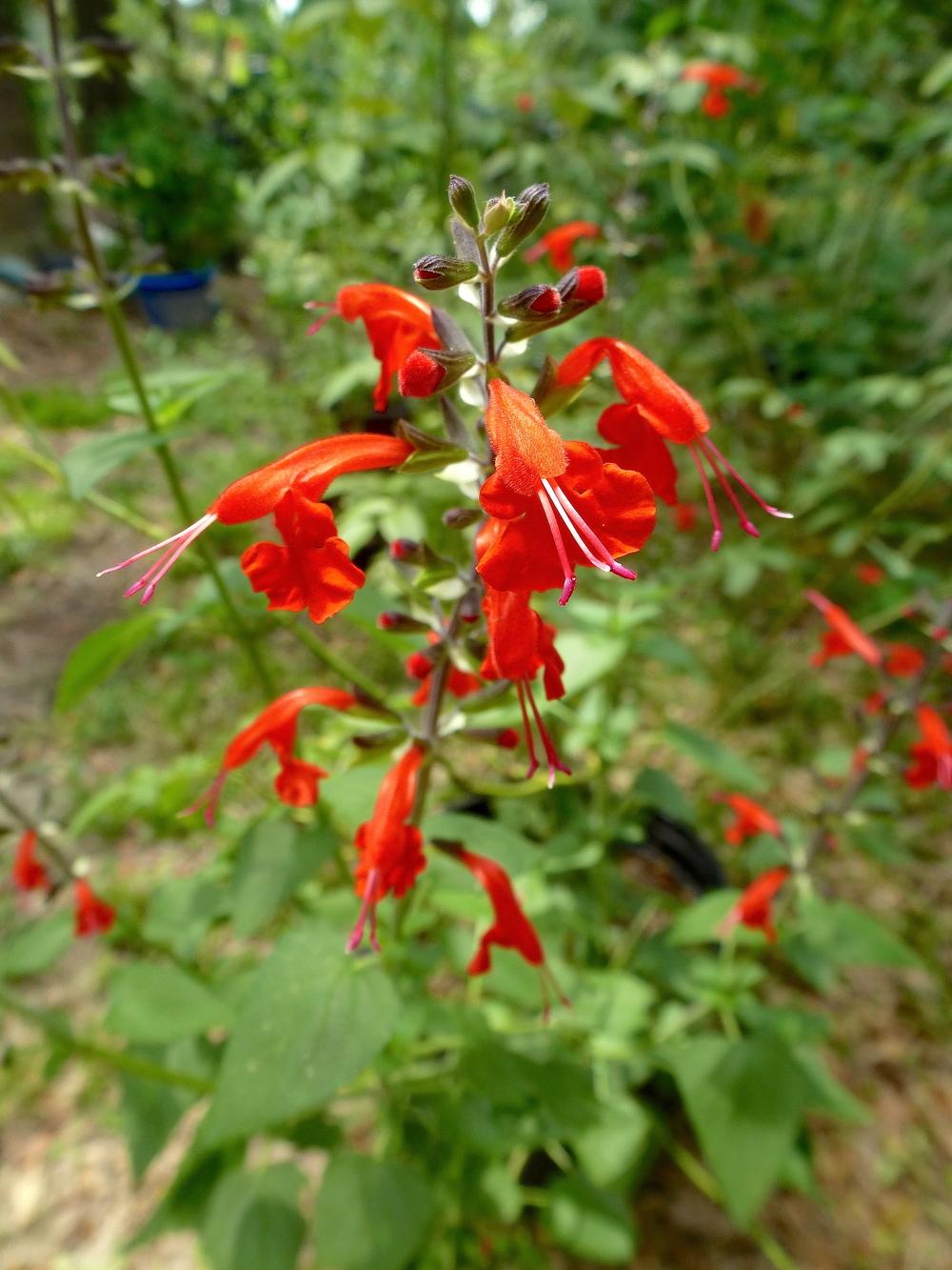 Photo of Scarlet Sage (Salvia coccinea) uploaded by scvirginia