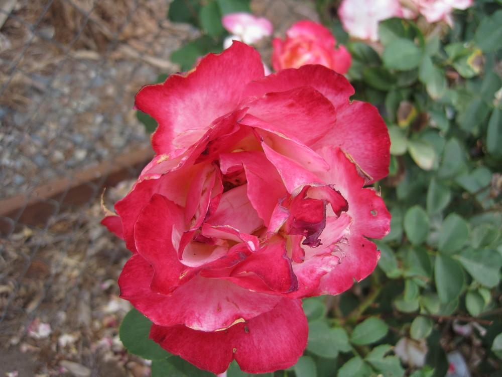 Photo of Hybrid Tea Rose (Rosa 'Double Delight') uploaded by shalyn