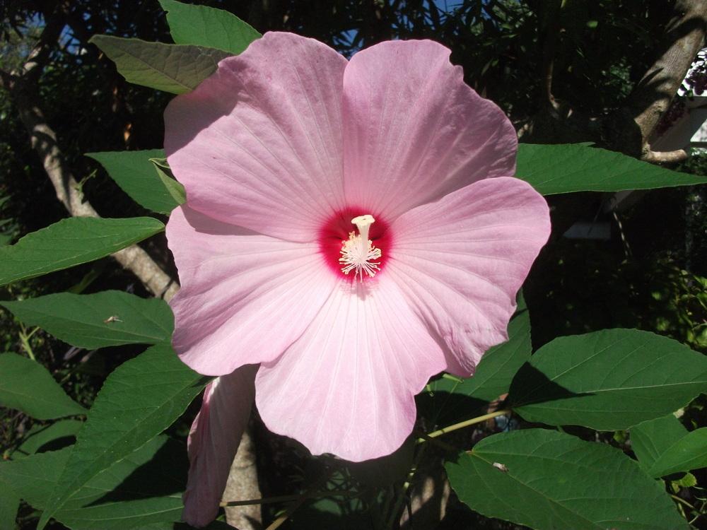 Photo of Hardy Hibiscus (Hibiscus moscheutos) uploaded by tabbycat
