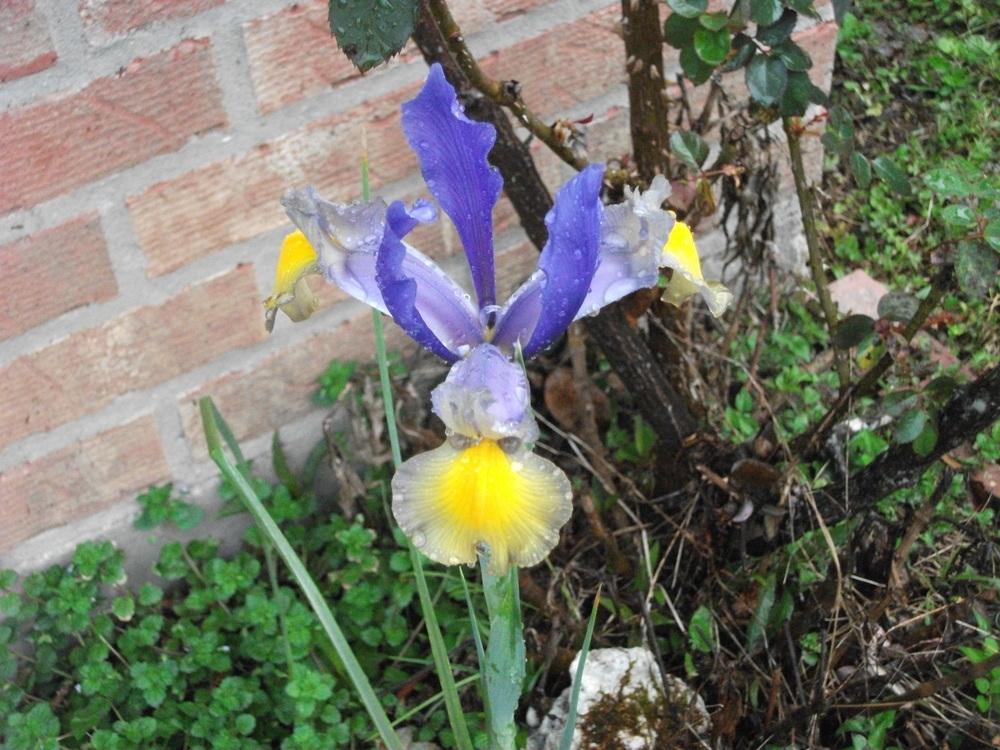 Photo of Dutch Iris (Iris 'Miss Saigon') uploaded by tabbycat