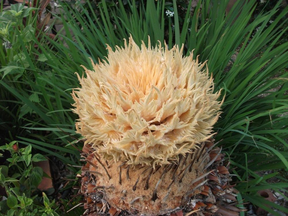 Photo of Sago Palm (Cycas revoluta) uploaded by tabbycat