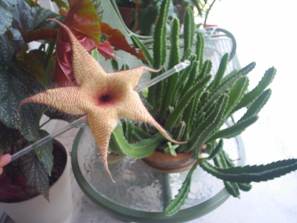 Photo of Starfish Plant (Ceropegia gigantea) uploaded by tabbycat