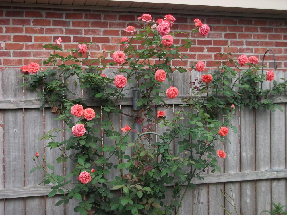Photo of Rose (Rosa 'America') uploaded by tabbycat