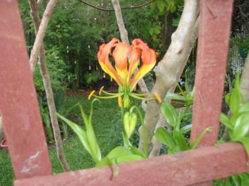Photo of Gloriosa Lily (Gloriosa superba) uploaded by tabbycat