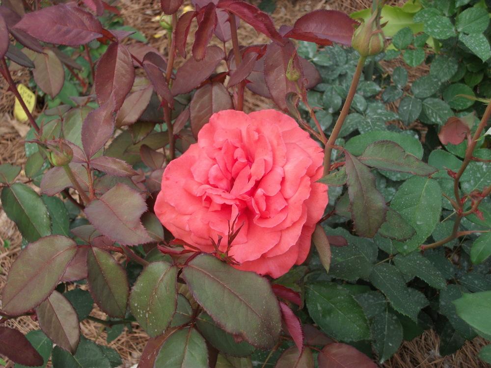 Photo of Rose (Rosa 'Fragrant Cloud') uploaded by tabbycat