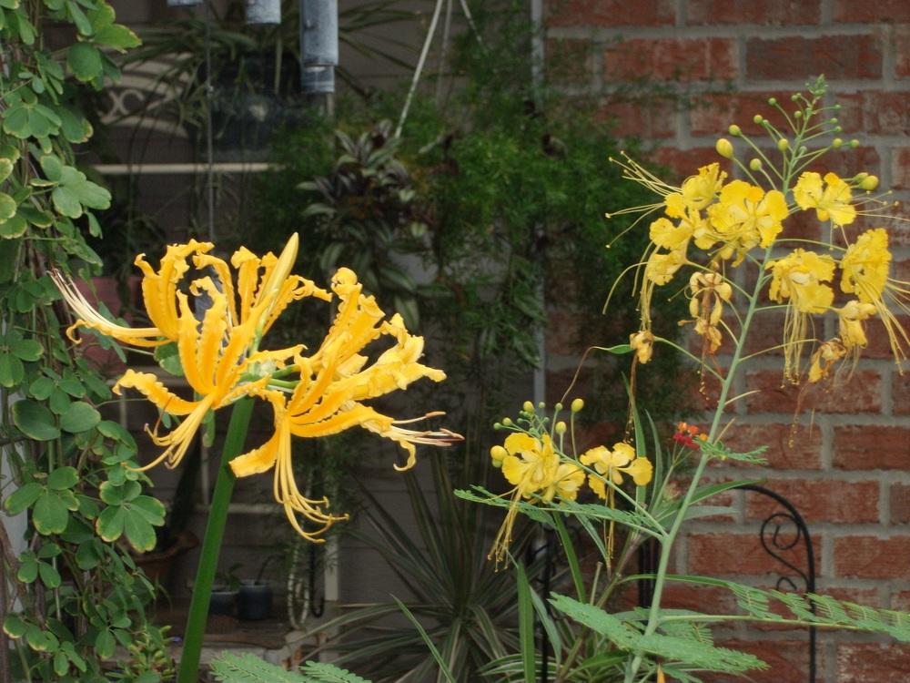 Photo of Golden Spider Lily (Lycoris aurea) uploaded by tabbycat