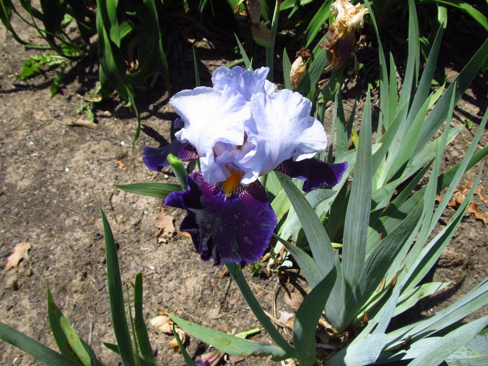 Photo of Tall Bearded Iris (Iris 'Habit') uploaded by Deby