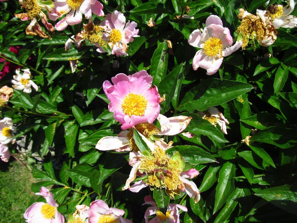 Photo of Peonies (Paeonia) uploaded by Deby