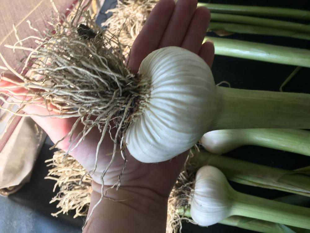 Photo of Garlic (Allium sativum 'Early Red Italian') uploaded by Dpeth006