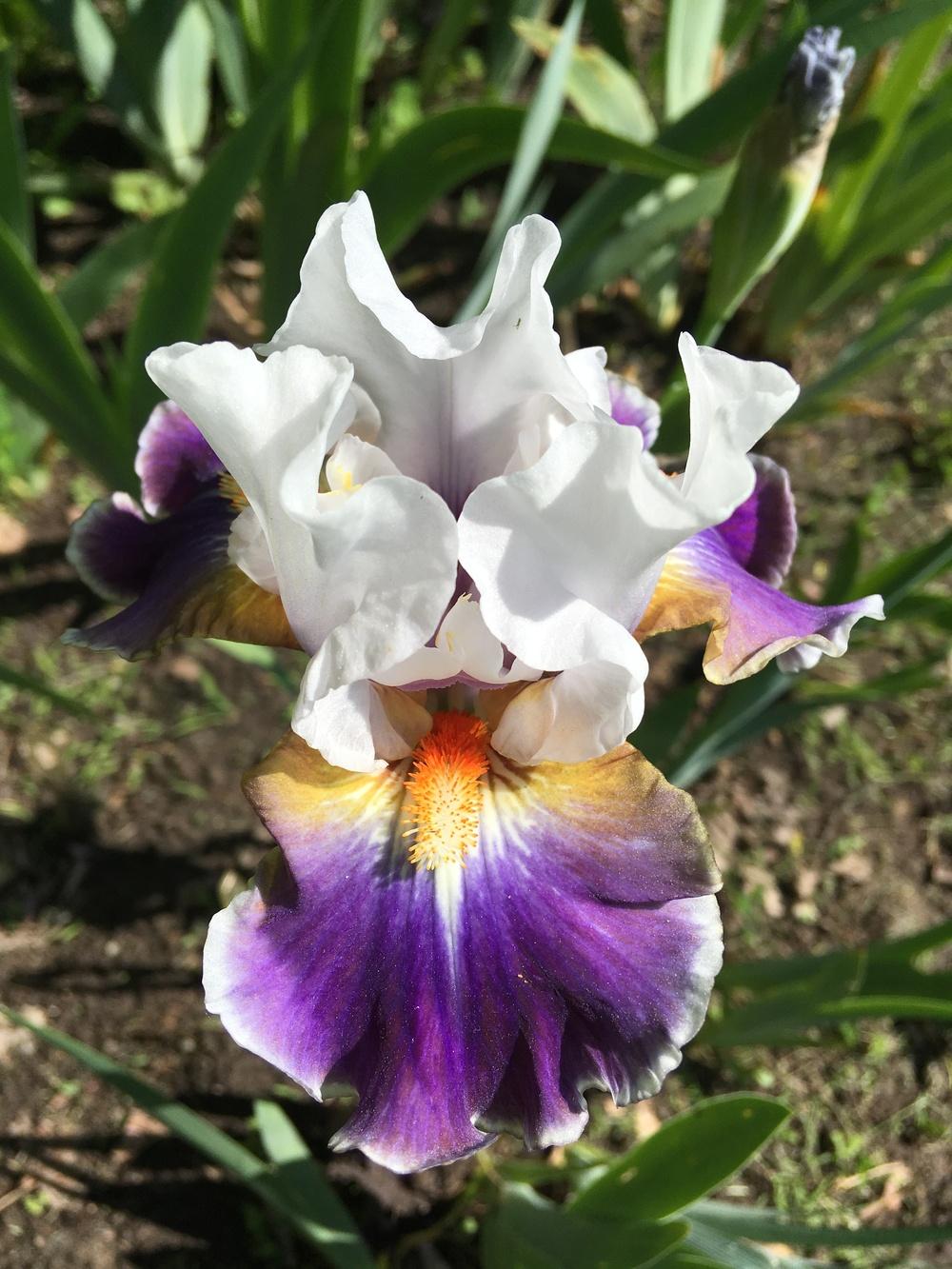 Photo of Intermediate Bearded Iris (Iris 'Dazzling') uploaded by Lbsmitty