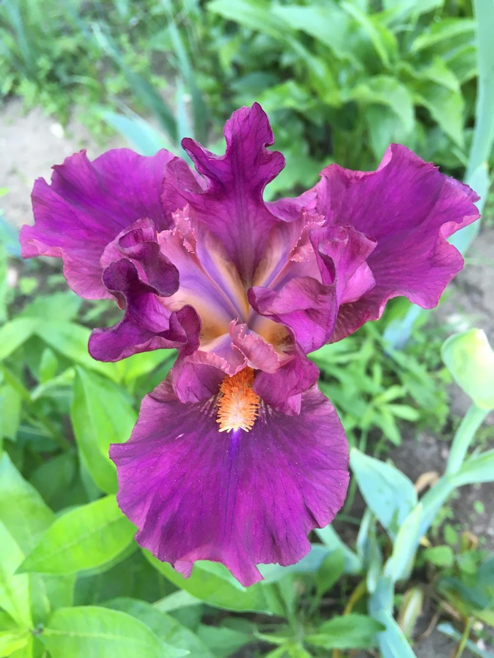 Photo of Intermediate Bearded Iris (Iris 'Revved Up Rose') uploaded by Lbsmitty