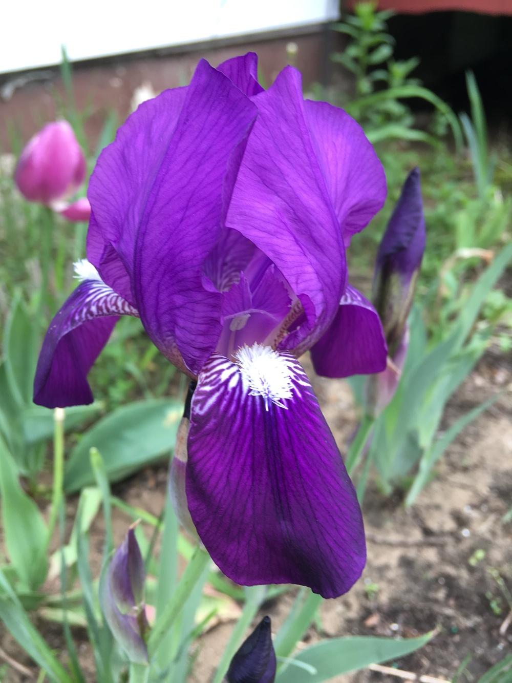 Photo of Intermediate Bearded Iris (Iris 'Crimson King') uploaded by Lbsmitty