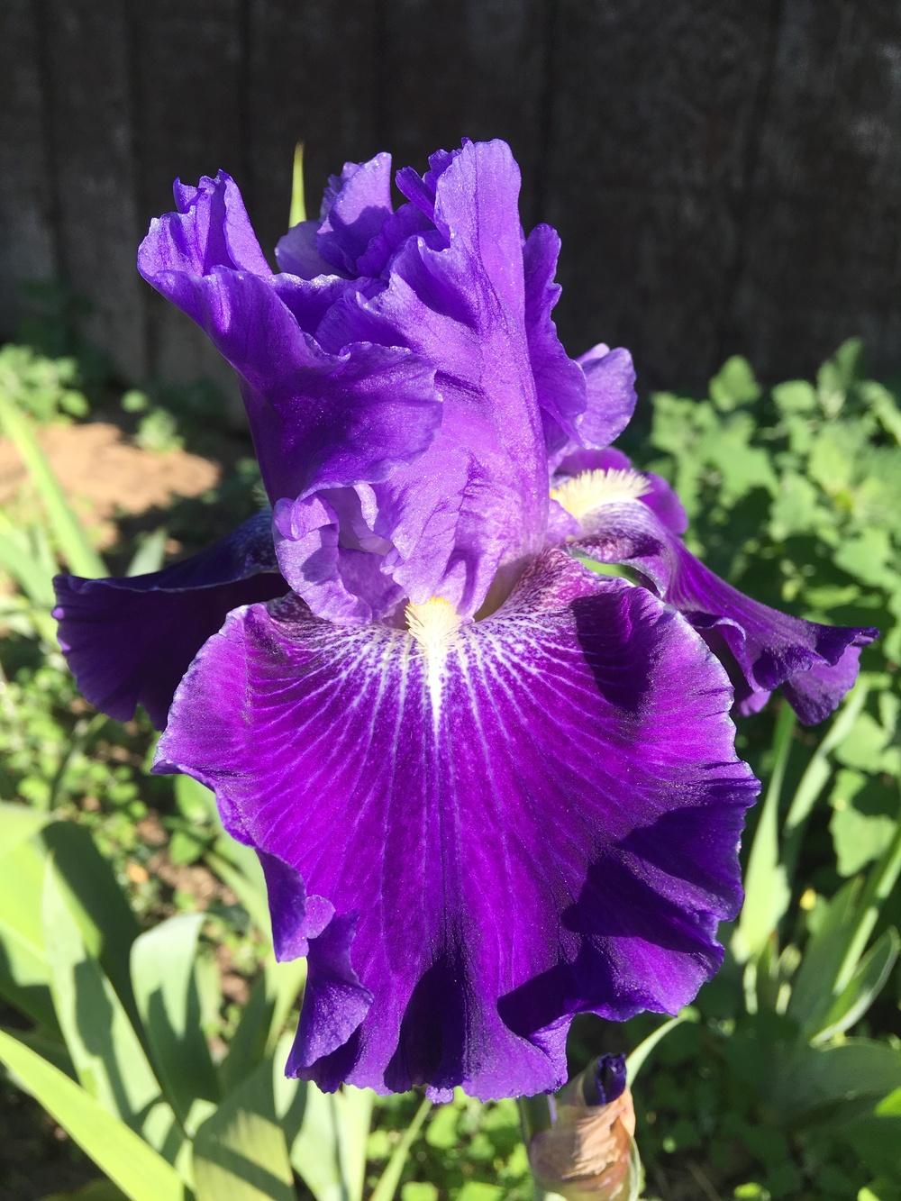 Photo of Tall Bearded Iris (Iris 'Daughter of Stars') uploaded by Lbsmitty