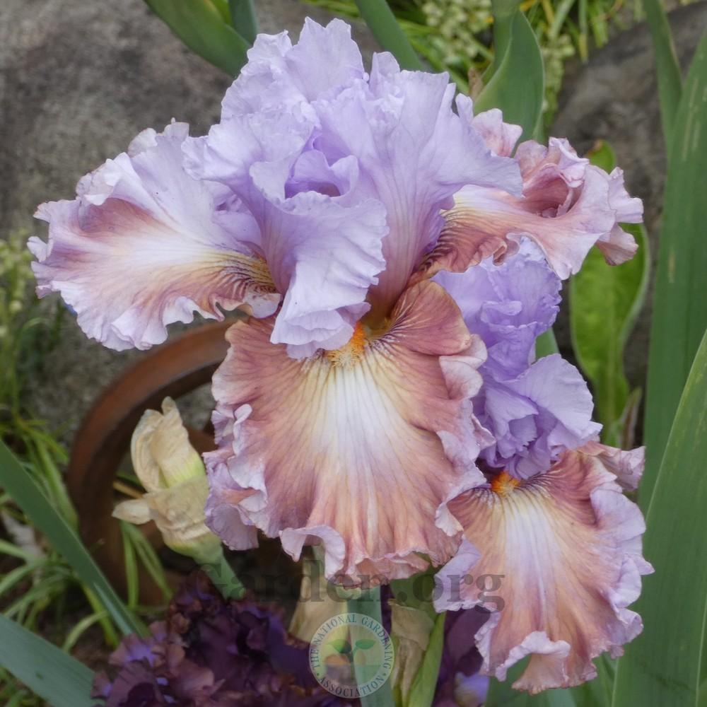 Photo of Tall Bearded Iris (Iris 'Sudden Bliss') uploaded by Patty