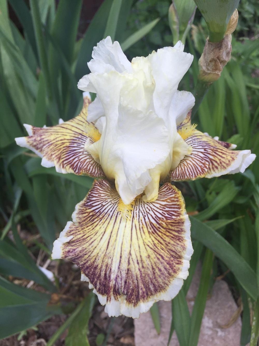 Photo of Tall Bearded Iris (Iris 'Spring Madness') uploaded by SpringGreenThumb