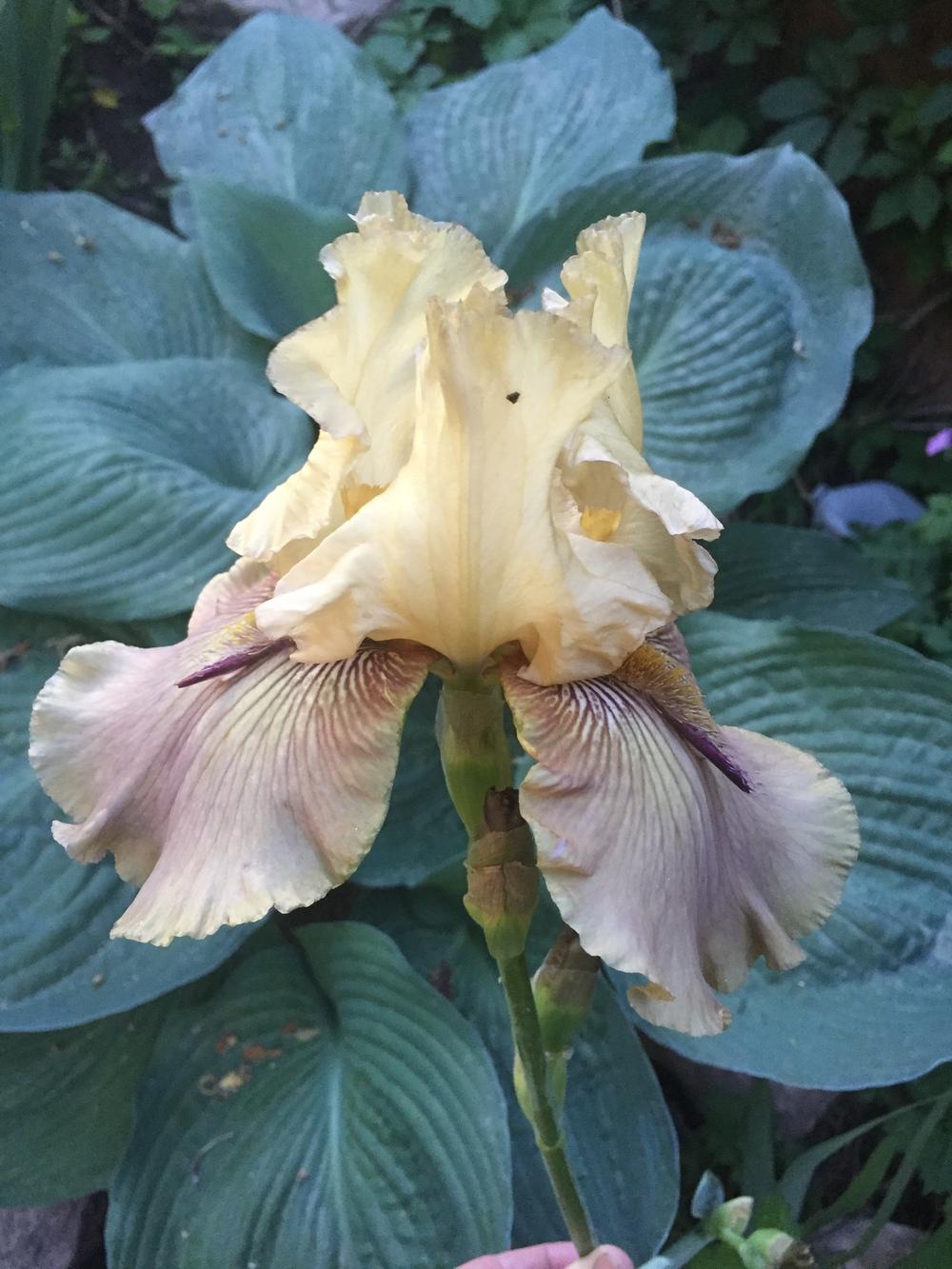Photo of Tall Bearded Iris (Iris 'Thornbird') uploaded by SpringGreenThumb