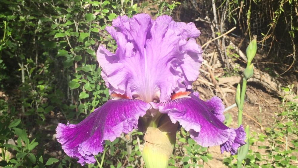 Photo of Tall Bearded Iris (Iris 'Louisa's Song') uploaded by SpringGreenThumb