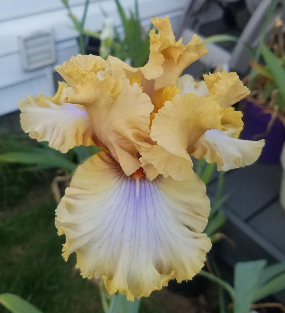 Photo of Tall Bearded Iris (Iris 'Nothing but Class') uploaded by mesospunky
