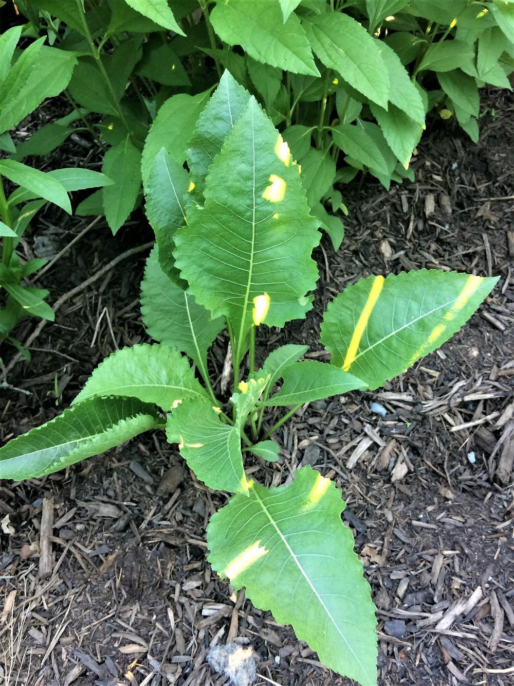 Photo of Wild Quinine (Parthenium integrifolium) uploaded by nativeplantlover