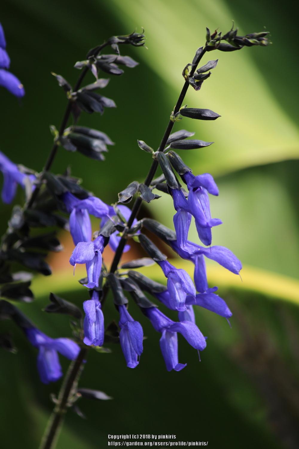 Photo of Anise-Scented Sage (Salvia coerulea 'Black and Blue') uploaded by pinkiris