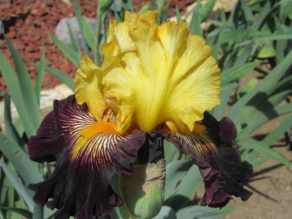Photo of Tall Bearded Iris (Iris 'Reckless Abandon') uploaded by tveguy3