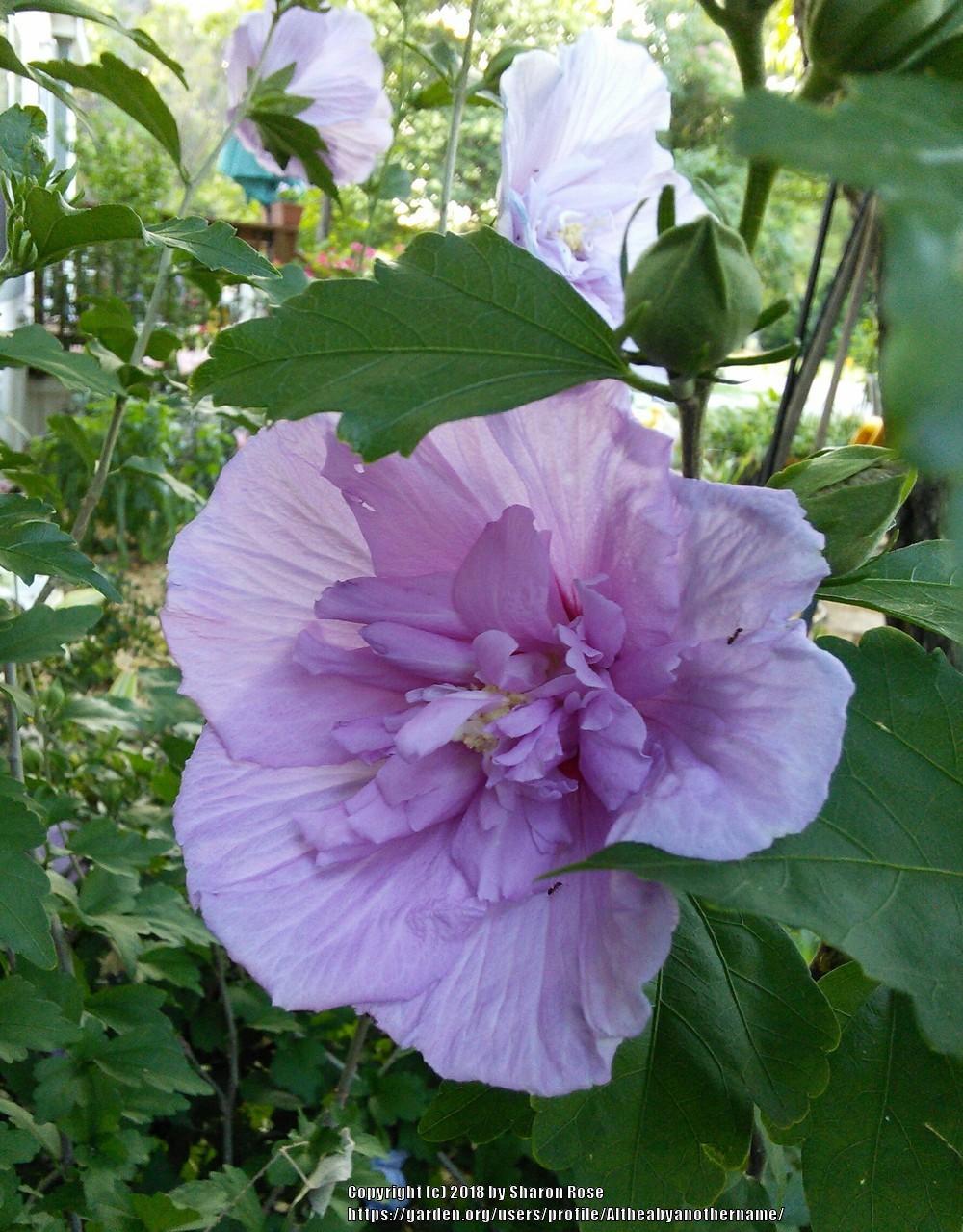 Photo of Rose of Sharon (Hibiscus syriacus Lavender Chiffon™) uploaded by Altheabyanothername
