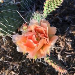 Location: South Jordan, Utah, United States
Date: 2018-05-25
Flower nearing end of bloom.