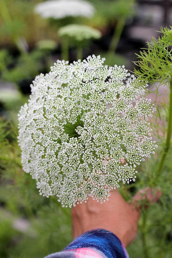 Photo of False Queen Anne's Lace (Visnaga daucoides) uploaded by Calif_Sue