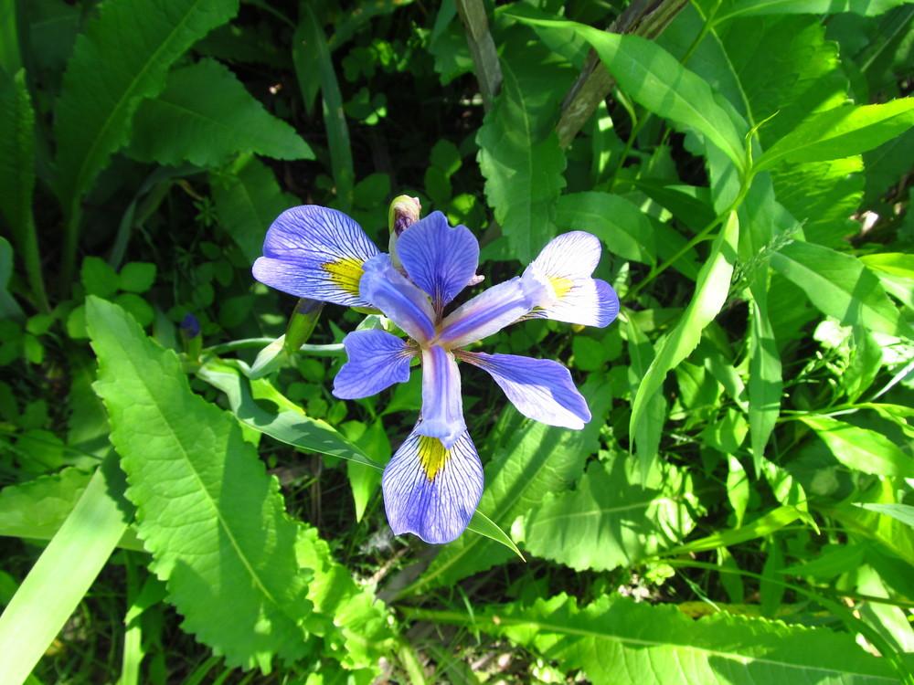 Photo of Species Iris (Iris virginica) uploaded by Deby
