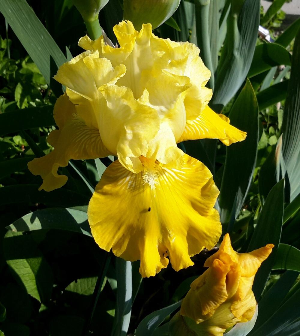 Photo of Tall Bearded Iris (Iris 'Lune et Soleil') uploaded by Hajue