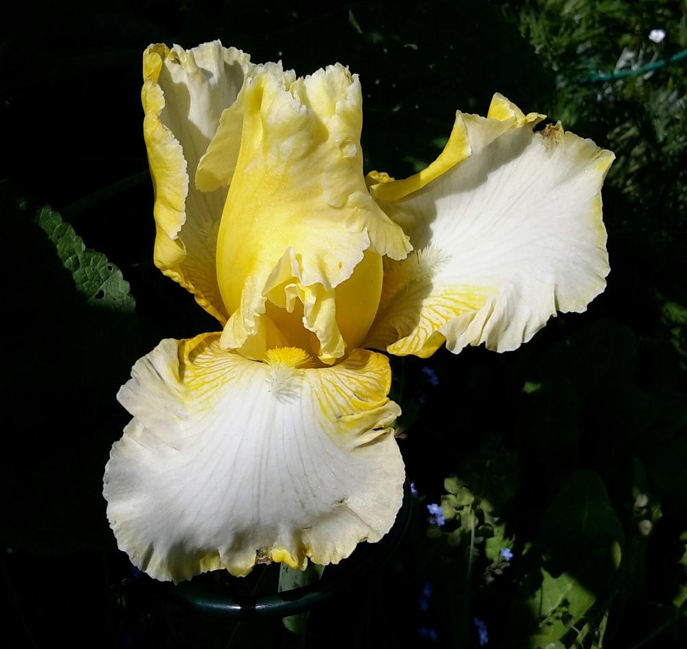Photo of Tall Bearded Iris (Iris 'Summer Waltz') uploaded by Hajue
