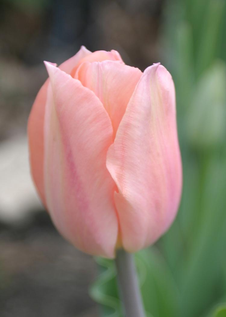 Photo of Single Early Tulip (Tulipa 'Apricot Beauty') uploaded by Lyshack