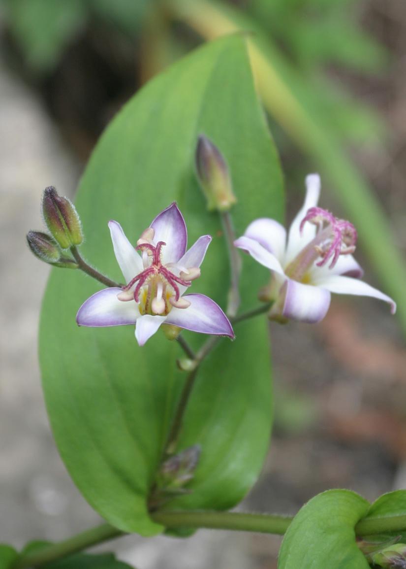 Photo of Toad Lily (Tricyrtis hirta 'Togen') uploaded by Lyshack