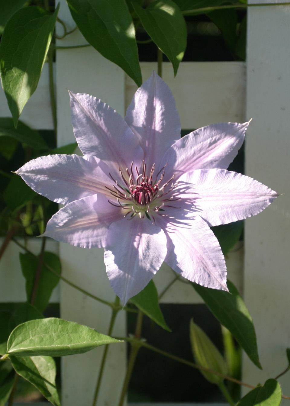 Photo of Clematis 'Nelly Moser' uploaded by Lyshack
