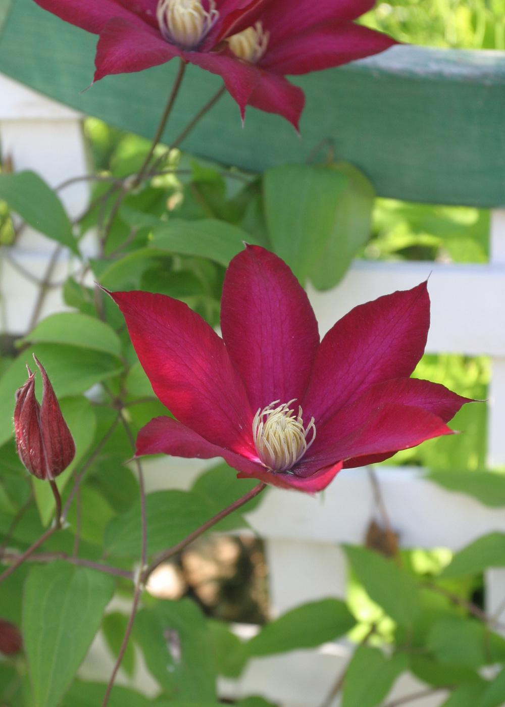 Photo of Clematis Bourbon™ uploaded by Lyshack